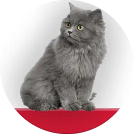 Kattenvoer